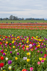 Fototapeta premium Colorful field of tulip flowers in bloom