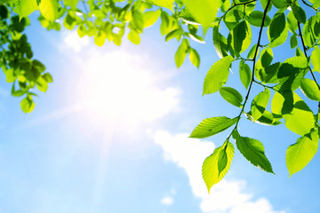 Green leaves with sun ray