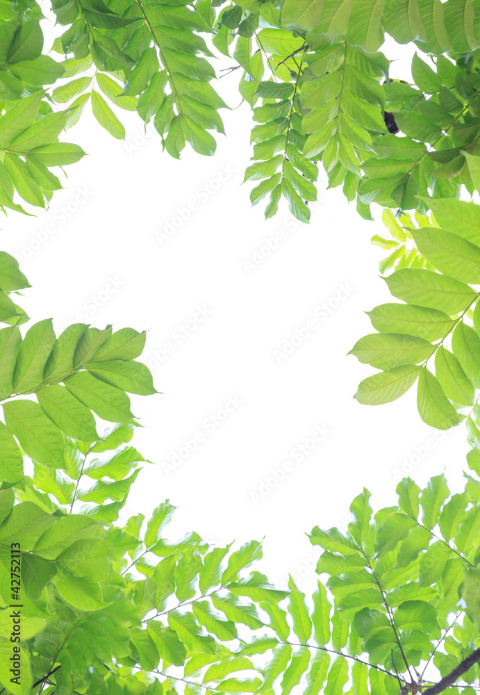 Wall mural green leaves on white background.