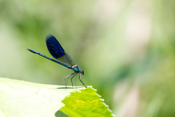 Side view of a dark blue dragon fly on a green leaf