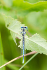 Common Bluetail Damselfly  dragonfly, Ischnura heterosticta