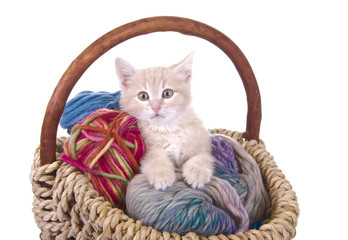 Fototapeta na wymiar Młody kot w koszu z wełny