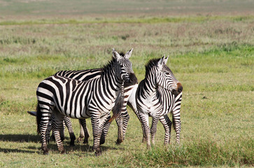 Fototapeta na wymiar Zebry w kraterze Ngorongoro, Tanzania