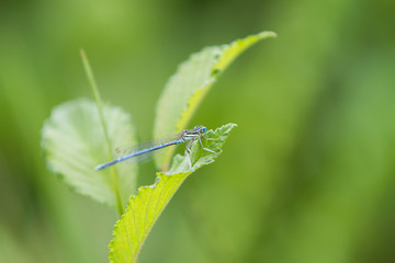 Blue dragonfly on plant