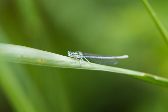 Common Bluetail Damselfly (dragonfly, Ischnura heterosticta)