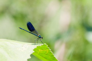 Blue male Banded Demoiselle (Calopteryx splendens) Damselfly