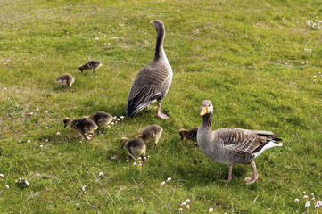 Greylag Geese