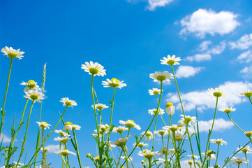 Fototapeta premium white camomile