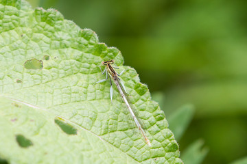 Common Bluetail Damselfly  dragonfly, Ischnura heterosticta