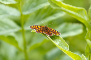 Orange, yellow and brown butterfly on green plant