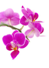 Plakat Pink orchid