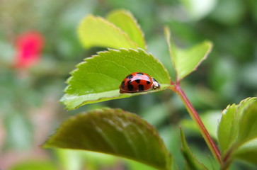 Fototapeta premium Coccinelle asiatique sur feuille