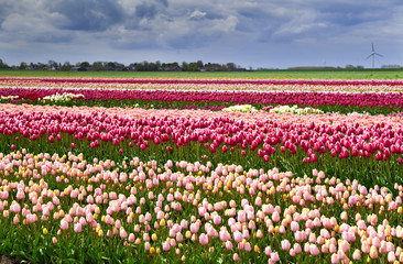 colorful tulips on the field