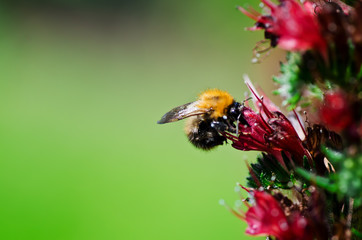 Bumblebee  on flower