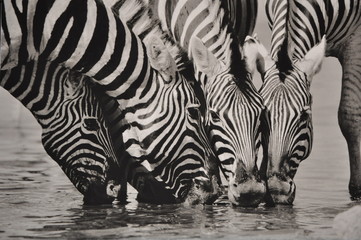 Namibia Zebra SW