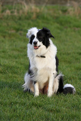 Border Collie