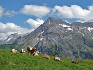 Fototapeta na wymiar Bydło w Oberland Berneński, Szwajcaria