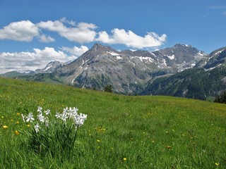 Fototapeta premium Summer in the Bernese Oberland