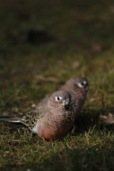 Bourkesittiche