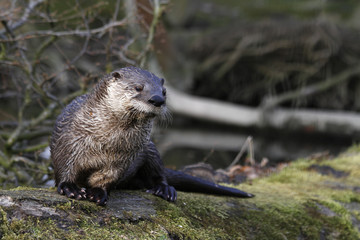 Fischotter