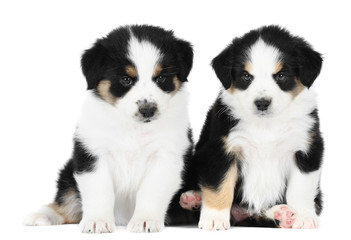 Two australian shepherd dogs i, studio