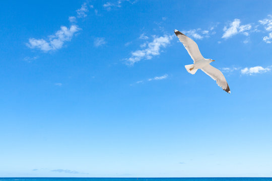 mouette sur fond de ciel