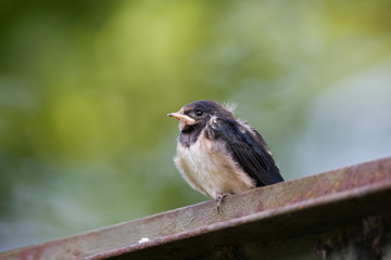 Young Barn Swallow