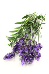 Lavendel