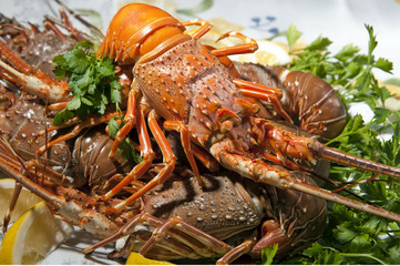 lobster
