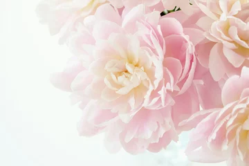 Ingelijste posters Pioenrozen pioen  © nana77777