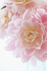 Fototapeta premium 芍薬
