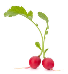 Small garden radish with leaves