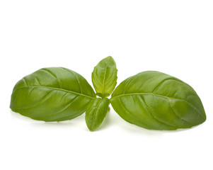 Sweet basil leaves