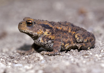 Toad