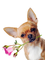 Chihuahua dog with rose isolated on white background - 42760757