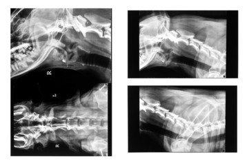 Vet xray