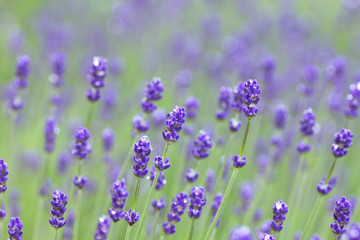 Obraz premium 雨上がりのラベンダー