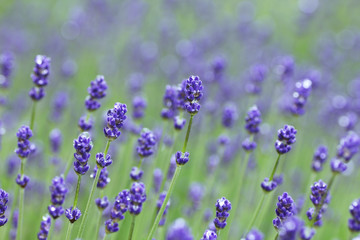 雨上がりのラベンダー