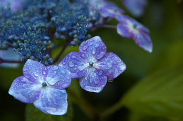 Obraz premium ガク紫陽花