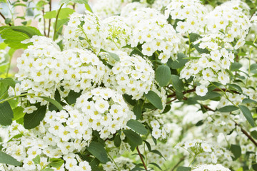 white flowers on the bush