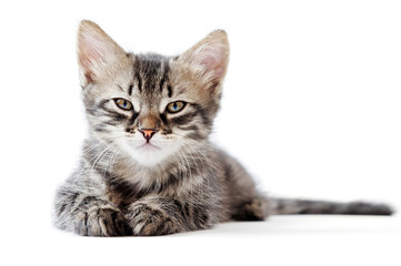 Obraz premium little kitten on white background
