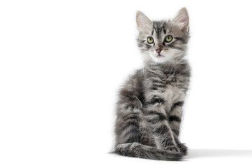 little kitten on white background