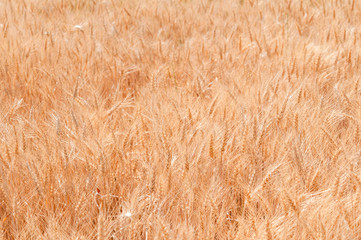 grain field