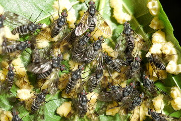 Flies lay eggs