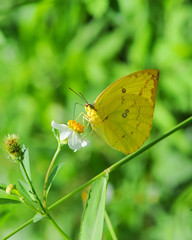 Buterfly on a flower