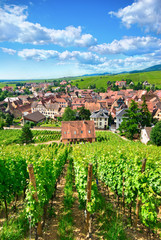 Vignoble à Ribeauvillé , Alsace (Fr).