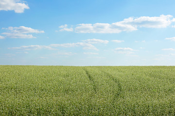 Buckwheat flowers in a field on a sunny summer day