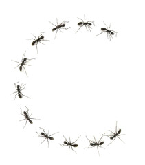 alphabet letters spelled by ant in line
