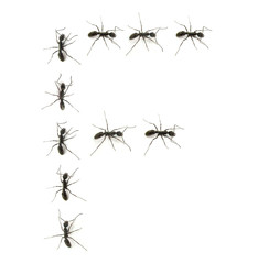 alphabet letters spelled by ant in line