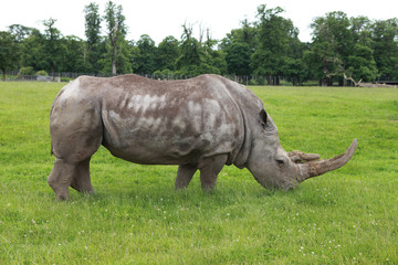 Fototapeta premium White Rhino